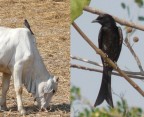 flycatcher and bull combined.JPG (91 KB)